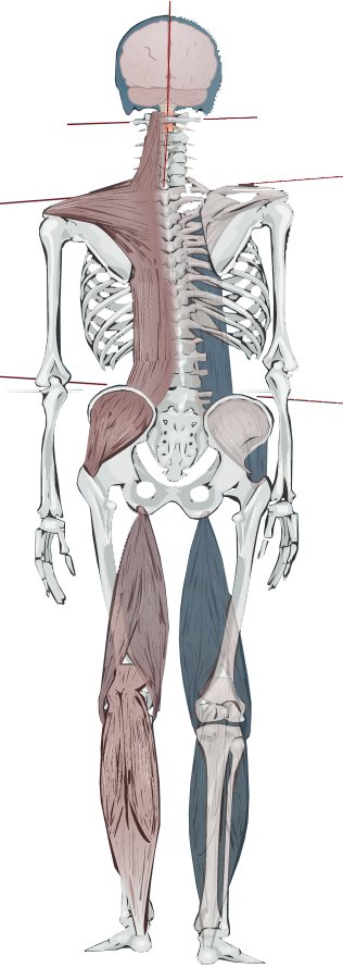 Spinal Posture